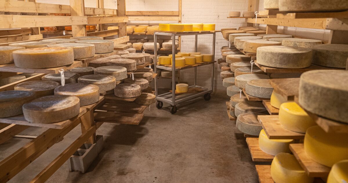 Wheels of cheese ageing on wooden racks in a cheese cave